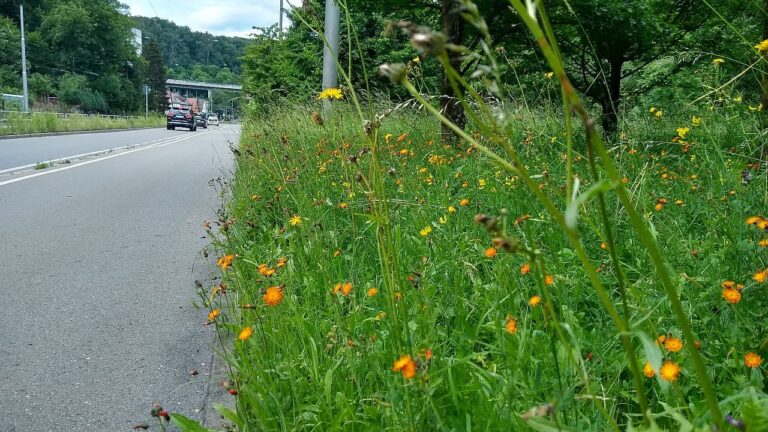 Stärkung der biologischen Vielfalt / Straßenbegleitgrün